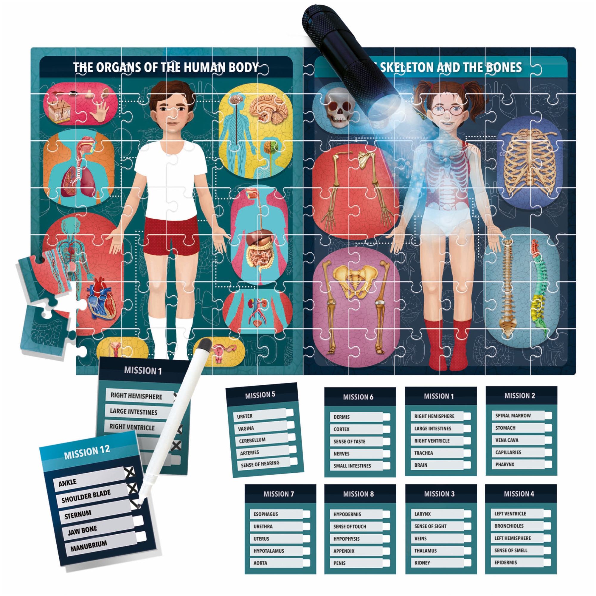 Puzzle STEM - An X-Ray of The Human Body | Headu