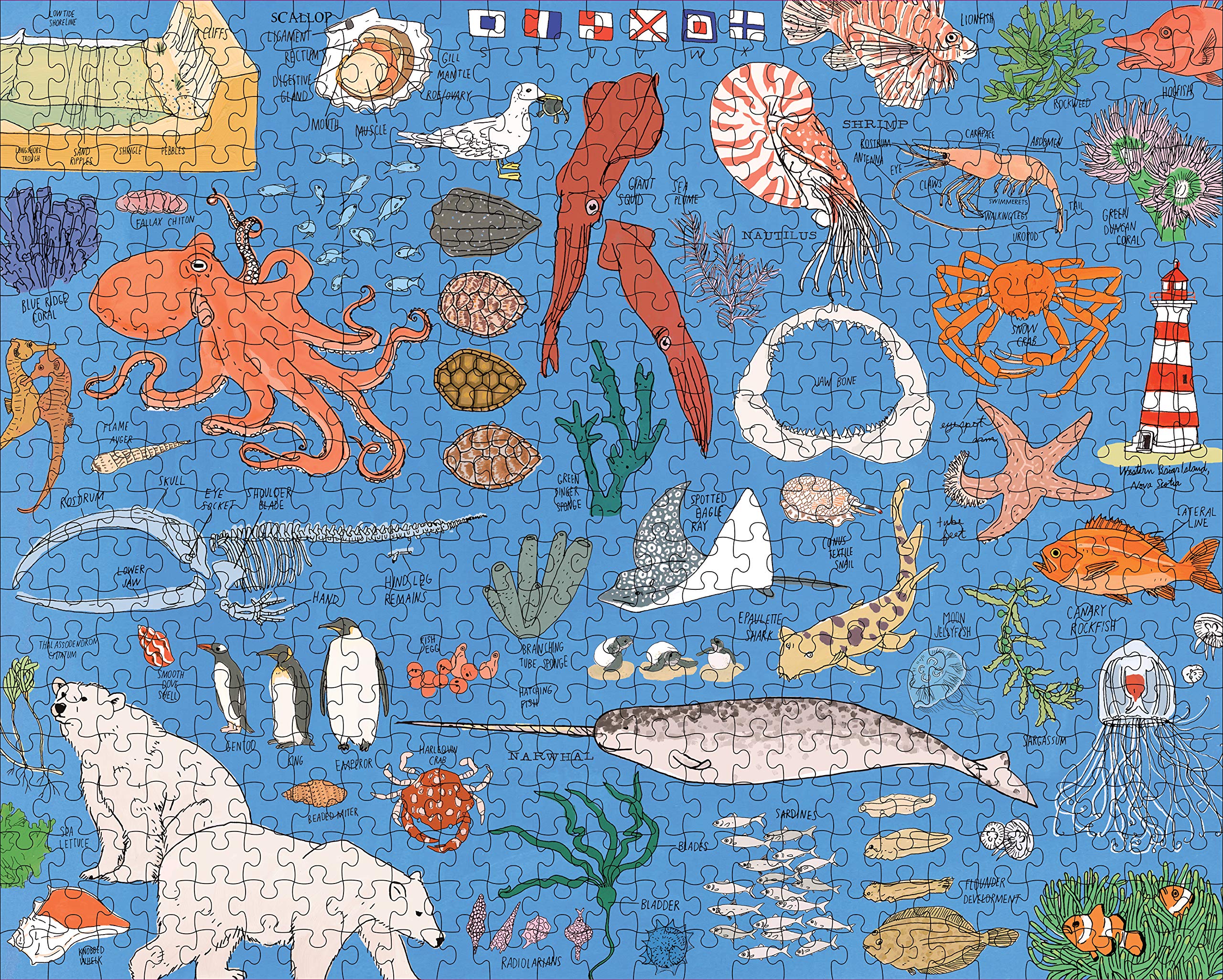 Ocean Anatomy -The Puzzle 500 Pieces | Storey